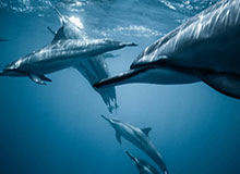 电子游戏-第三节风暴扭转局势 辽宁在悬崖边上重获新生